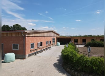 Vacances équestres pour enfants dans la lande de Lunebourg