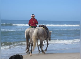 Dänemark Urlaub mit deinem eigenem Pferd 