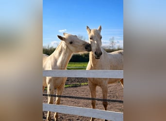 Escapade en famille au cœur d’un haras – nature, chevaux & bien-être