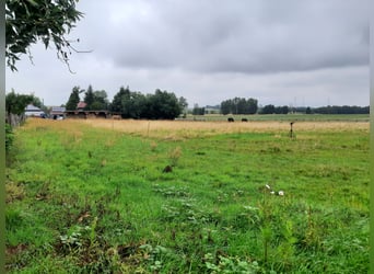 Ferien mit eigenem Pferd ,Hund und Familie