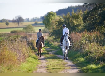 Fleesensee - Reiturlaub mit eigenem Pferd /Robinson Club/ Beech Resort / Mecklenburg-Vorpommern  