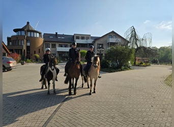 Neue Ferienwohnungen direkt am Wasser mit tollen Reitgelände - auch mit Gastboxen