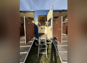 Transporteur pour chevaux MAN jusqu'à 7,5 tonnes, adapté à 4 chevaux