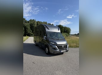 Carrosserie de transport pour chevaux Fiat Ducato, 5 places, adaptée pour un étalon