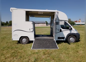 Transporteur pour chevaux, avec deux rampes latérales, seulement 20 500 km, transporteur de bétail, 
