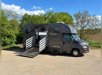 Transporteur pour chevaux Iveco Daily | Camion pour chevaux | Sans péage | Nouveau contrôle techniqu