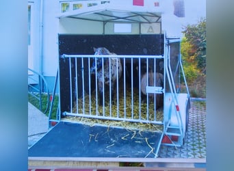 Pferdeanhänger zu verkaufen