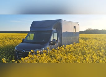 Renault Master Zwei-Pferdetransporter