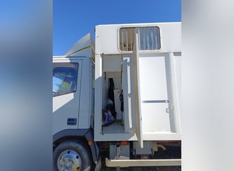 Camion pour 3 chevaux