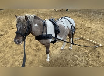 Harnais d'attelage pour poney Shetland