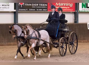 Presentatie wagen voor pony's 