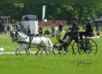 Presentatie wagen voor pony's 