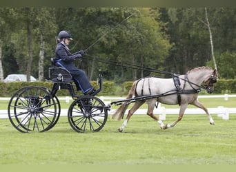 Presentatie wagen voor pony's 