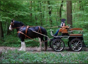 Hansmeier Trainingswagen Leon II Kutsche f Groß-Pferde 160-180 cm schwarz cognac Bockhöhe 145