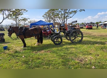 Véhicule de transport pour chevaux