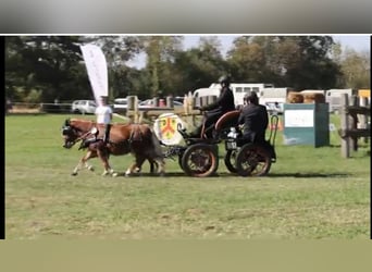 Shetland Welsh pour marathon en attelage