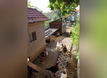 Casa unifamiliar de nueva construcción con 2,5 viviendas *crianza de caballos* 1.786 m² *sin comisió