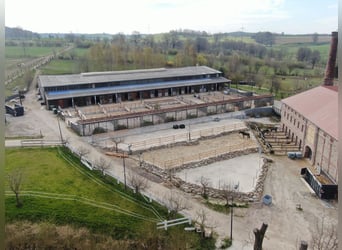 Centro ecuestre cerca de Dresde - Participación