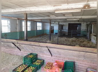 Centro ecuestre en Harz, en Bad Sachsa – Gran finca de campo con pista cubierta y ubicación aislada.