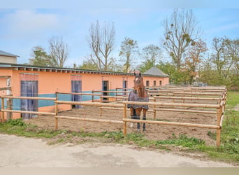 Centro ecuestre en venta cerca de Berlín – capacidad para casi 100 caballos en el distrito de Havell