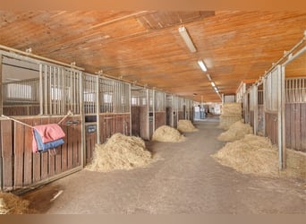 Centro ecuestre en venta cerca de Berlín – capacidad para casi 100 caballos en el distrito de Havell