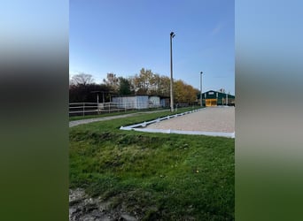 Establo completo con 15 boxes en paddock, 8 plazas en paddock abierto, pista cubierta y pista de dom