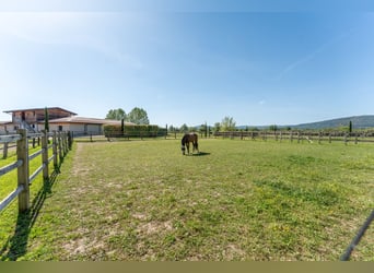 Establo de deporte de alta gama