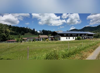 Exclusiva instalación ecuestre con potencial residencial y de inversión en Allgäu