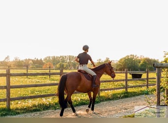 Exklusive Reitanlage mit umfangreicher Ausstattung nähe Düsseldorf NRW