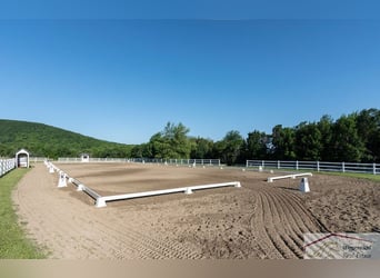 Exklusive Reitanlage mit umfangreicher Ausstattung nähe Düsseldorf NRW