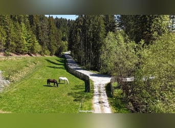 Finca cerca de Birkfeld (Estiria) - Cuidado de caballos para hasta 5 animales, ubicado en la misma p