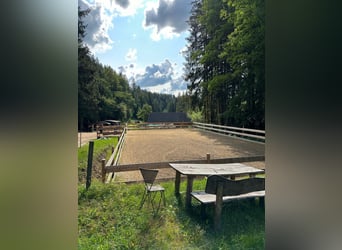 Finca cerca de Birkfeld (Estiria) - Cuidado de caballos para hasta 5 animales, ubicado en la misma p