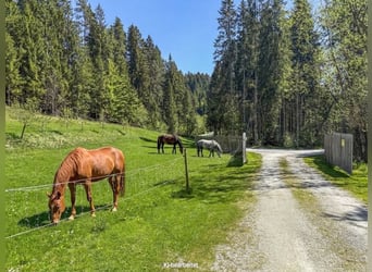 Finca cerca de Birkfeld (Estiria) - Cuidado de caballos para hasta 5 animales, ubicado en la misma p