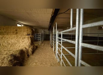 Finca con picadero cubierto, instalaciones de establos y amplias áreas de arrendamiento