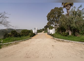 Finca Ecuestre de alto nivel en venta.