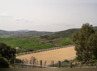 Finca Ecuestre de alto nivel en venta.
