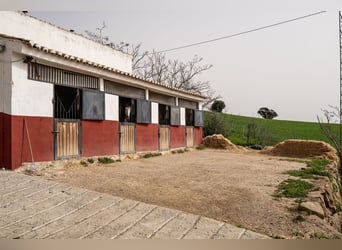 Finca Ecuestre de alto nivel en venta.
