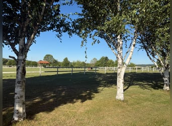 Finca ecuestre en el distrito de Main-Kinzig en venta, en ubicación aislada, a solo una hora en coch