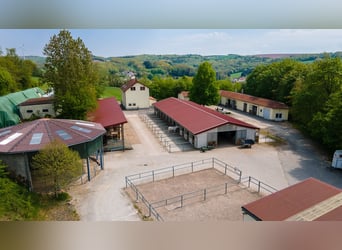 Finca ecuestre en propiedad en una ubicación aislada cerca de St. Wendel — ¡casi 15 hectáreas de ter
