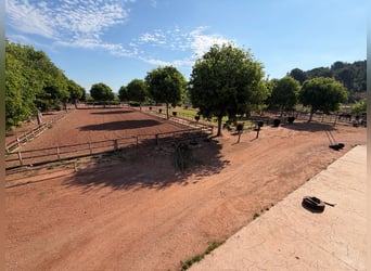 Finca ecuestre en Valencia