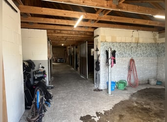 Finca restaurada con instalaciones para caballos y apartamento independiente