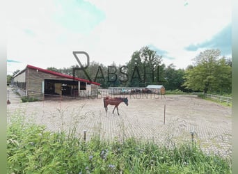 Grandioser Pferdehof mit Reithalle (20x40), Weiden und Offenstall in wundervoller Lage