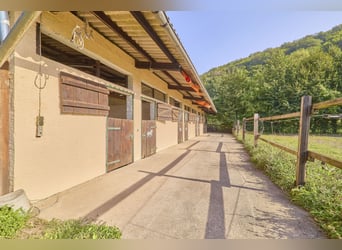 Granja ecuestre en Renania-Palatinado con 8 boxes para caballos y una pequeña pista cubierta en Nied