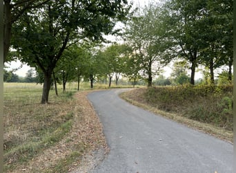 Große Reitanlage zu verkaufen - Rheinland-Pfalz - Nähe Kaiserslautern 