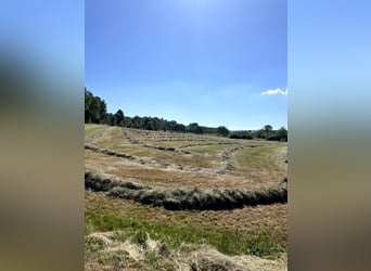 Grünland mit genehmigtem Bauprojekt für Wohnen & Pferdehaltung nähe 36355 Grebenhain – 3,6 ha mit Tr