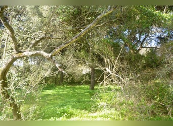 Hermosa finca en medio de una naturaleza maravillosa