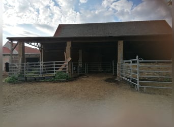 Histórica finca de cuatro lados con casa señorial y potencial para la cría de caballos