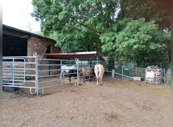 Histórica finca de cuatro lados con casa señorial y potencial para la cría de caballos