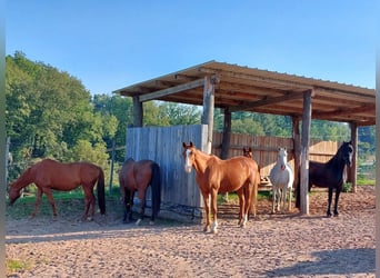 Instalaciones ecuestres en Renania-Palatinado – en el distrito de Donnersberg, con box de actividad 
