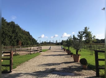 Instalaciones ecuestres para cría, deporte y rehabilitación